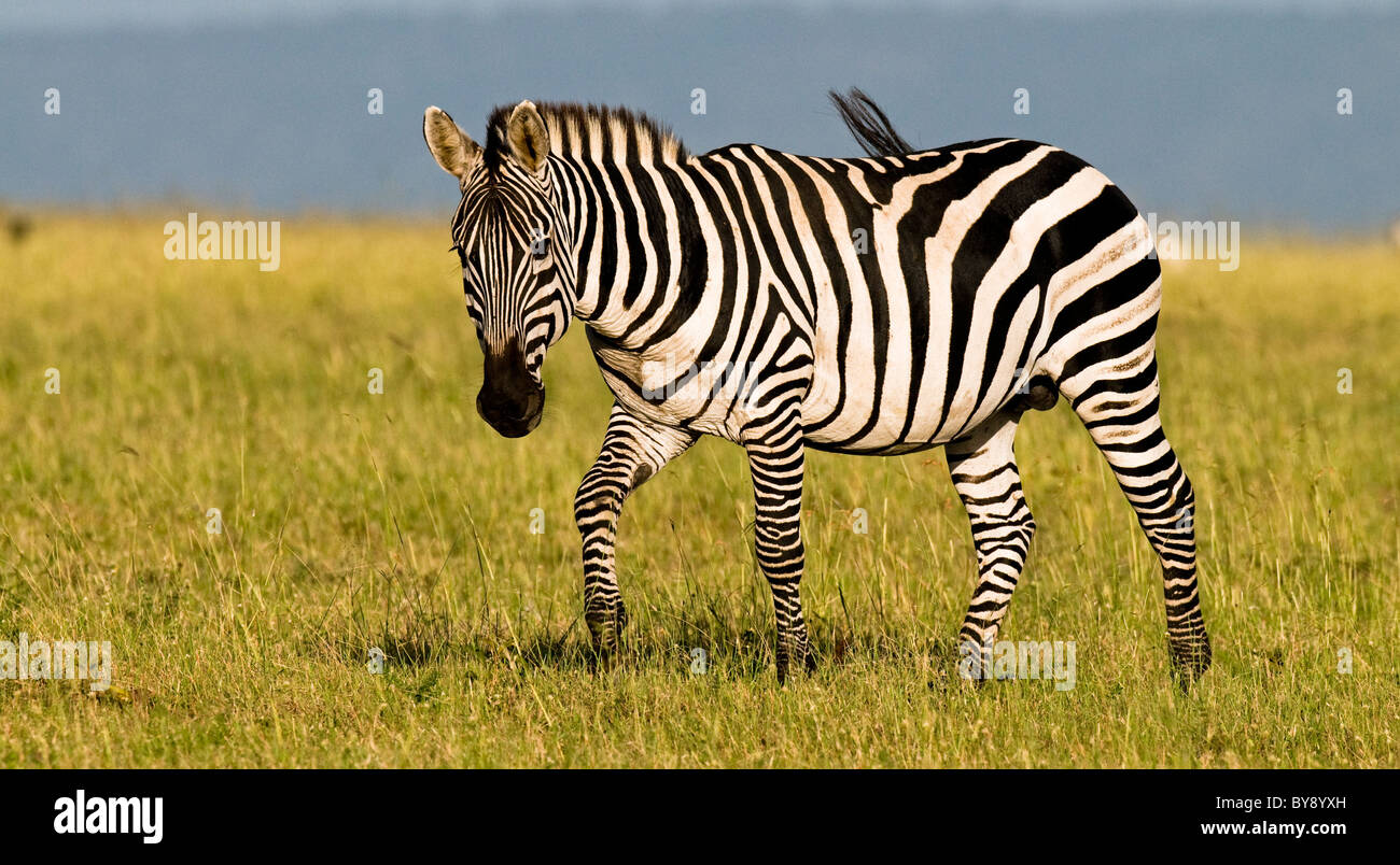African Zebra Stallion Banque D'Images