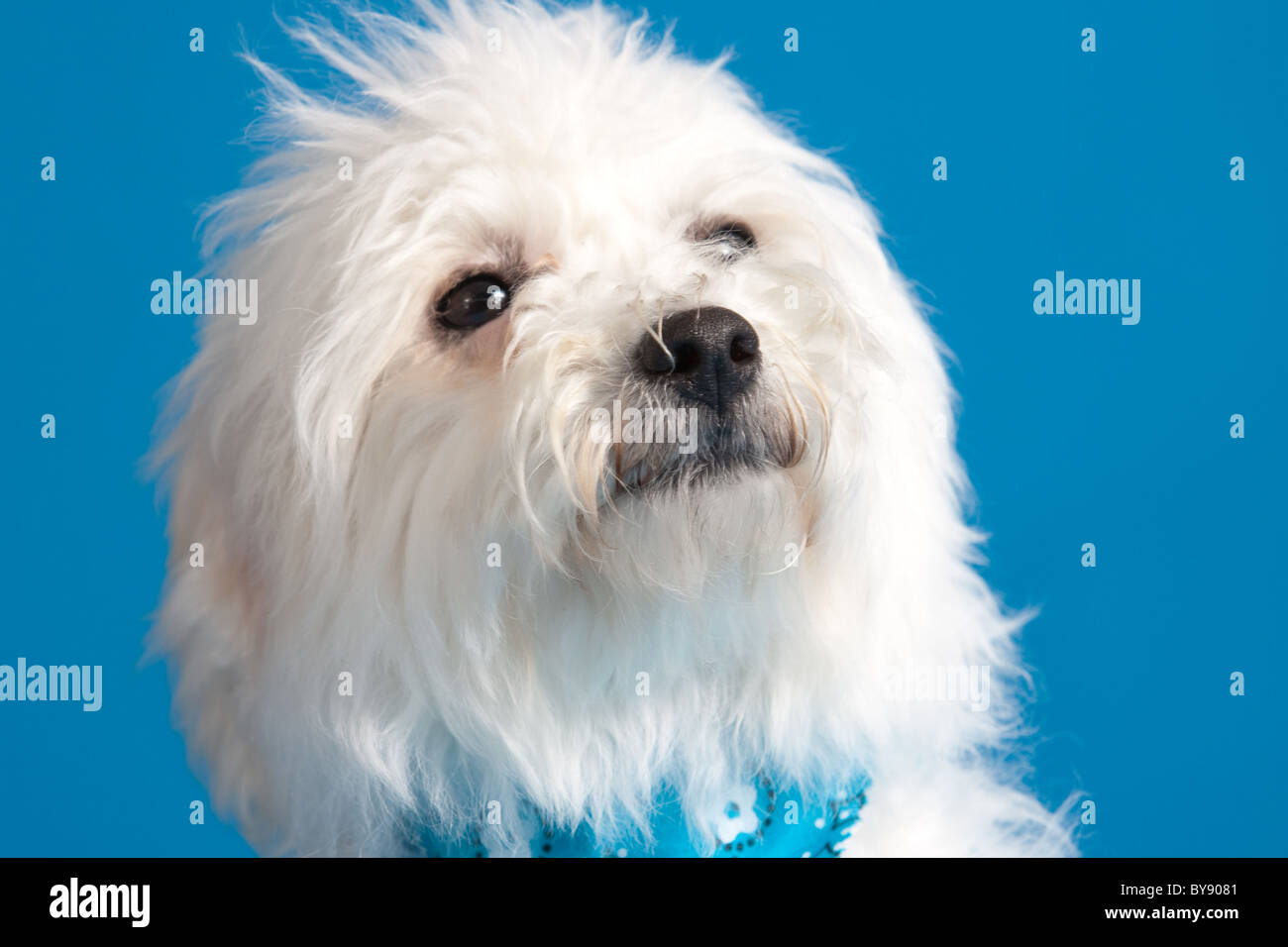 Jeune chiot Bichon Frise portant bandana sur fond bleu Banque D'Images