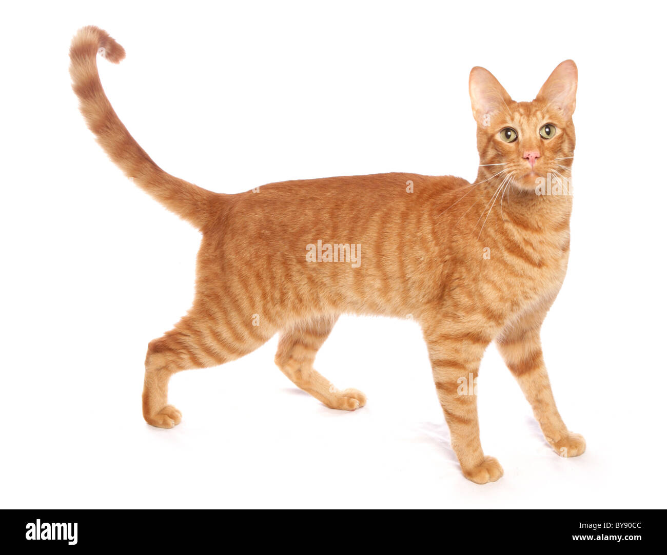 Le gingembre Cat debout seul mâle adulte Studio Banque D'Images