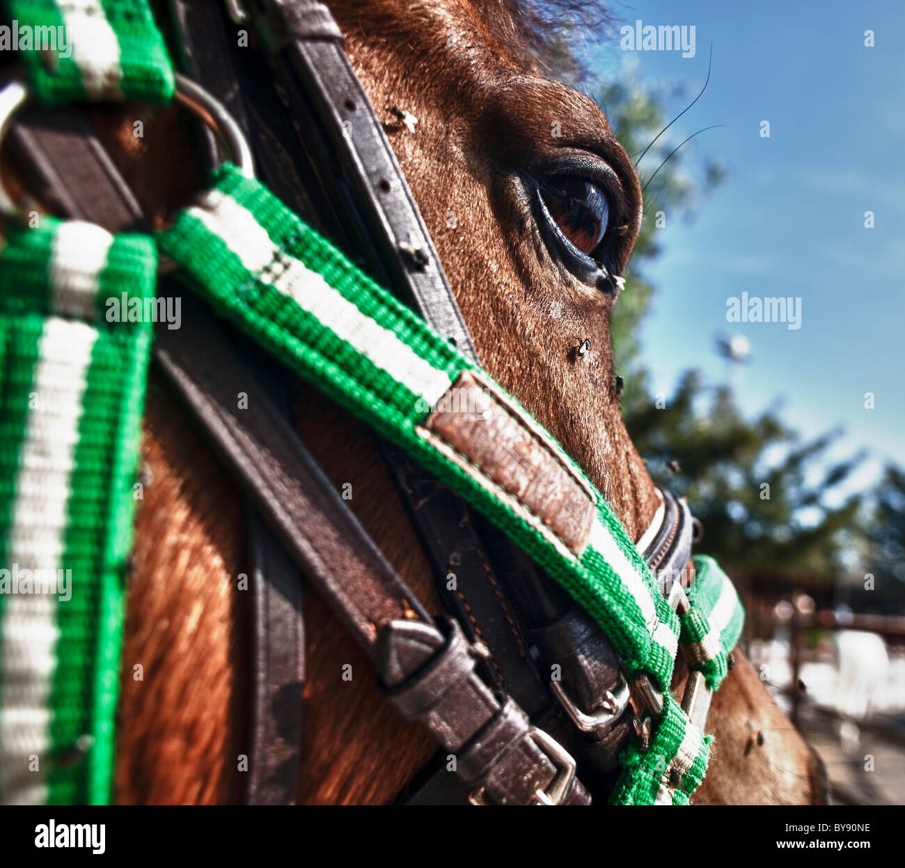 Close up of a Horse Banque D'Images