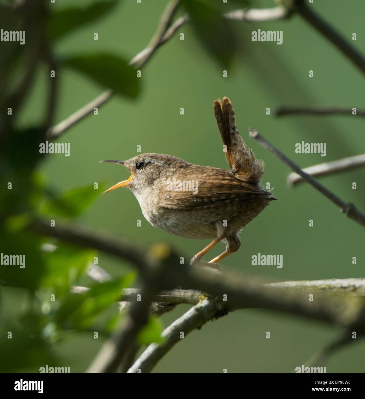 Le Troglodyte mignon (Troglodytes troglodytes) chant, Hampshire, Royaume-Uni Banque D'Images
