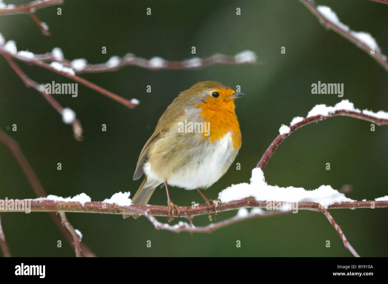 Robin dans la neige (Erithacus rubecula aux abords), Royaume-Uni Banque D'Images