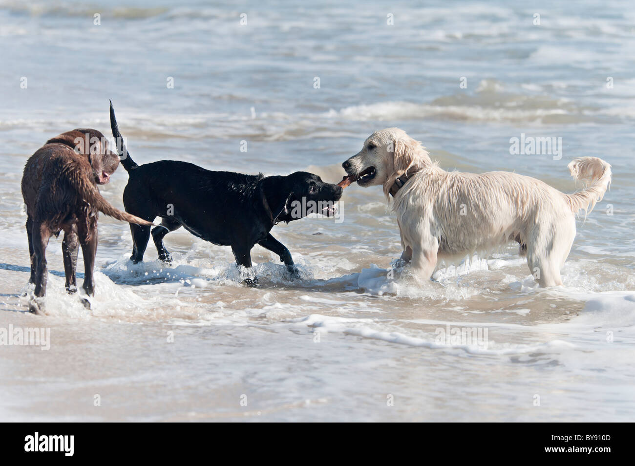 Les chiens jouant sur la plage Banque D'Images