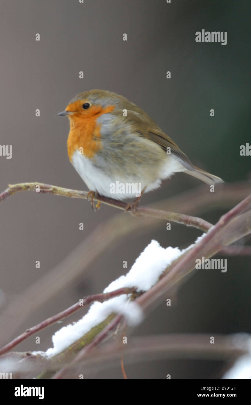 Robin dans la neige (Erithacus rubecula aux abords), Royaume-Uni Banque D'Images