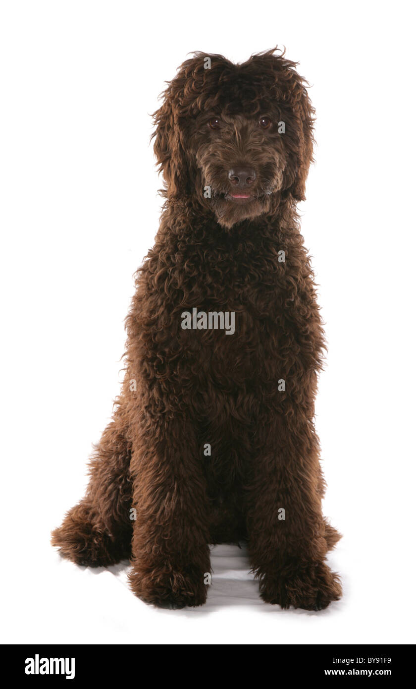 Brown Labradoodle Puppy seul jeune femme Studio Banque D'Images