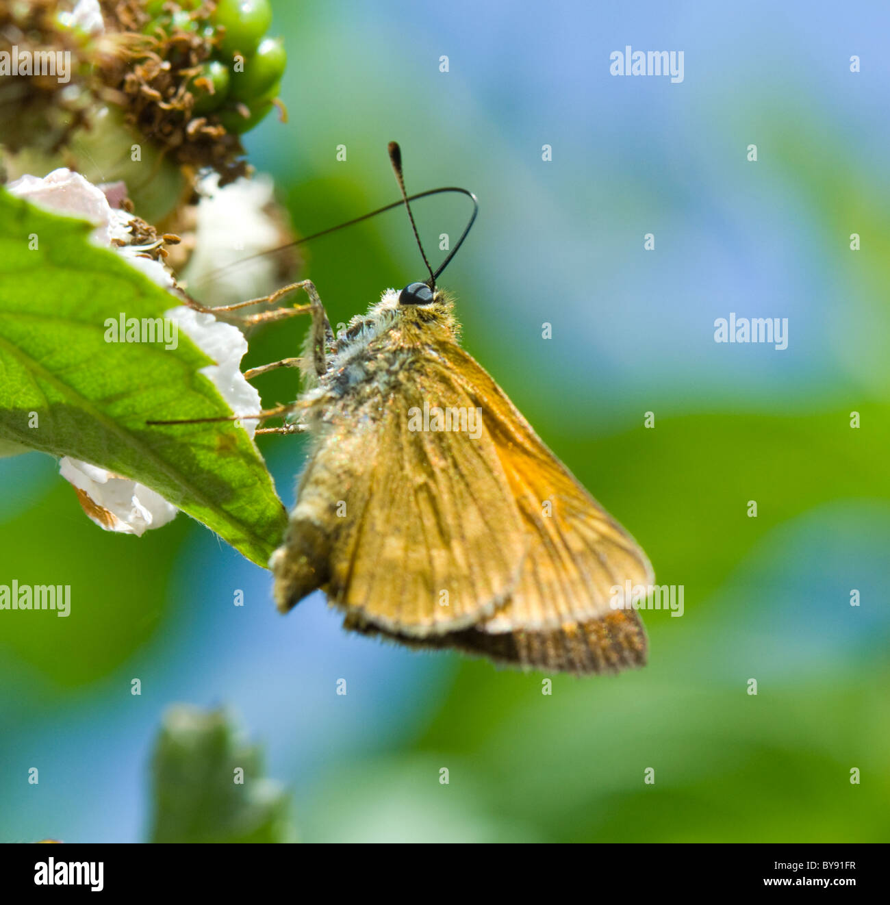 Grand Skipper Butterfly (Ochlodes sylvanus, Hesperiidae), Royaume-Uni Banque D'Images