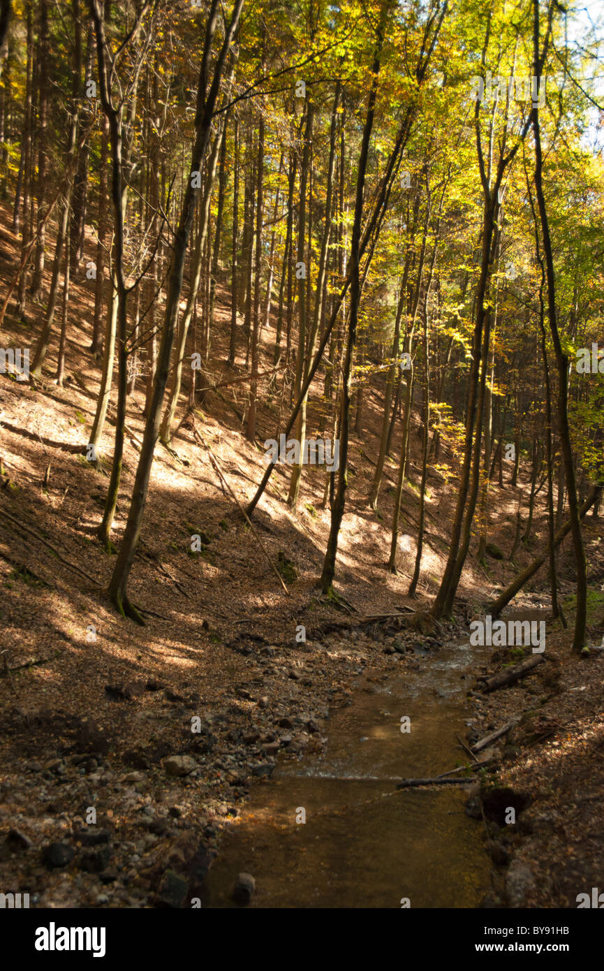 Saxon-Switzerland National Park, Saxe, Allemagne, Europe Banque D'Images