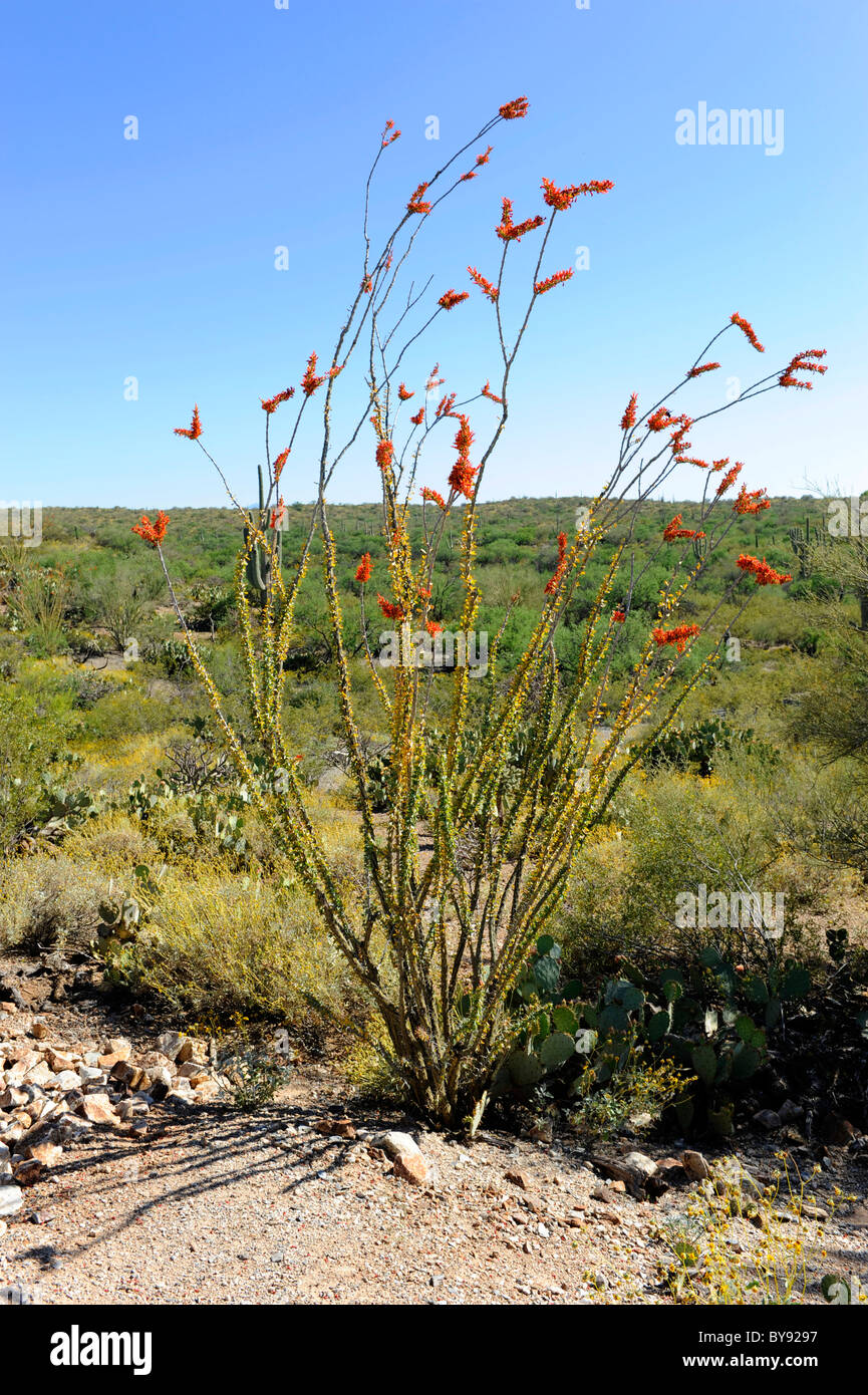 La plante Saguaro National Park Tucson Arizona Banque D'Images