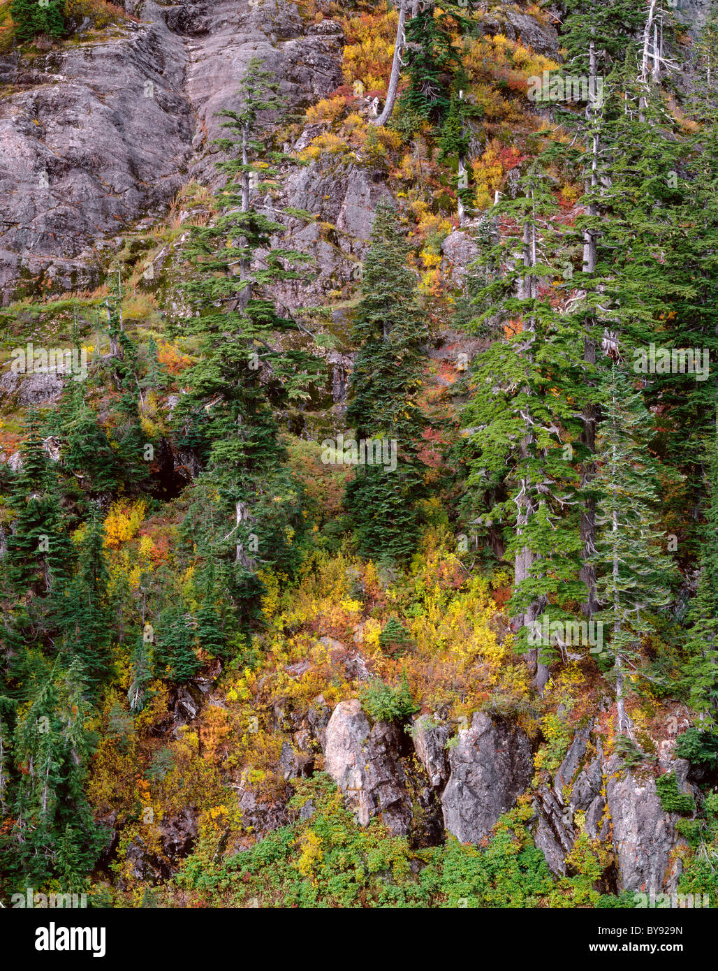 Les conifères s'élever au-dessus du sous-bois aux couleurs de l'automne sur le côté de Mt. Herman, Mt. Baker - Snoqualmie National Forest, North Carolina, USA Banque D'Images
