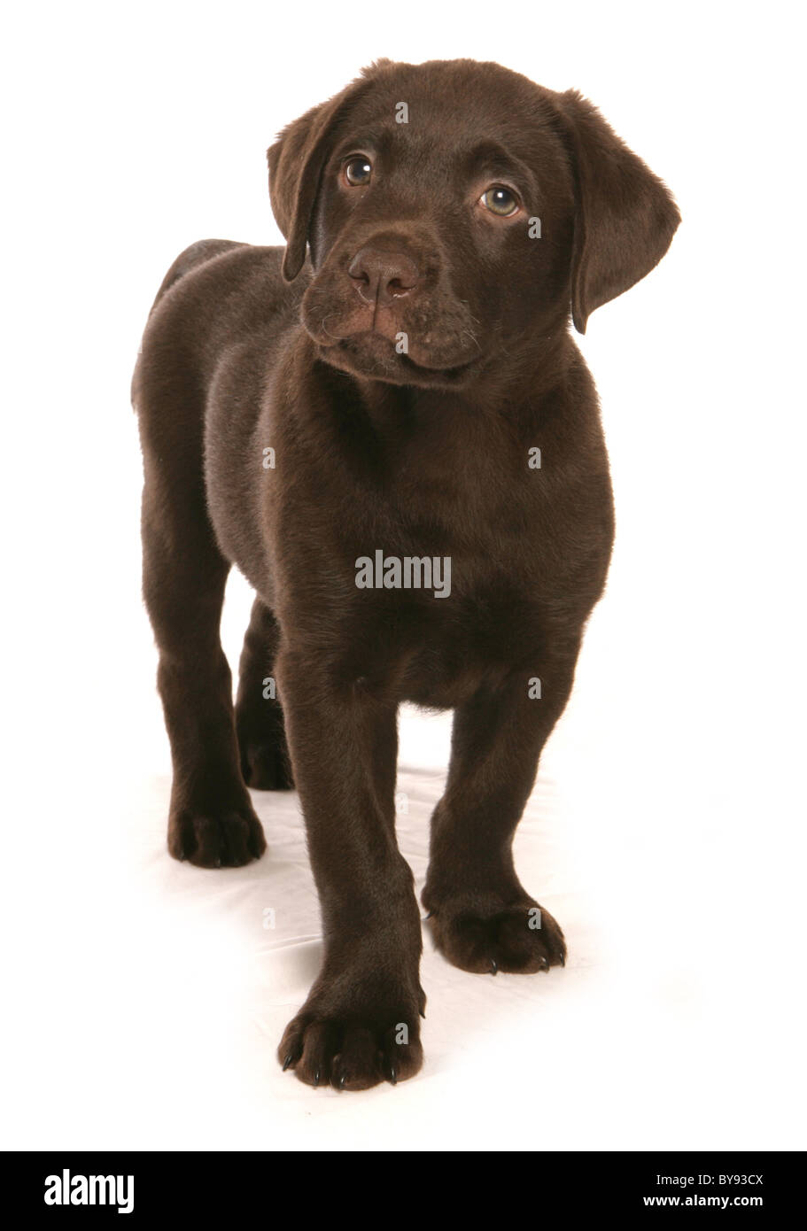 Chiot Labrador brun jeune homme Studio permanent Photo Stock - Alamy