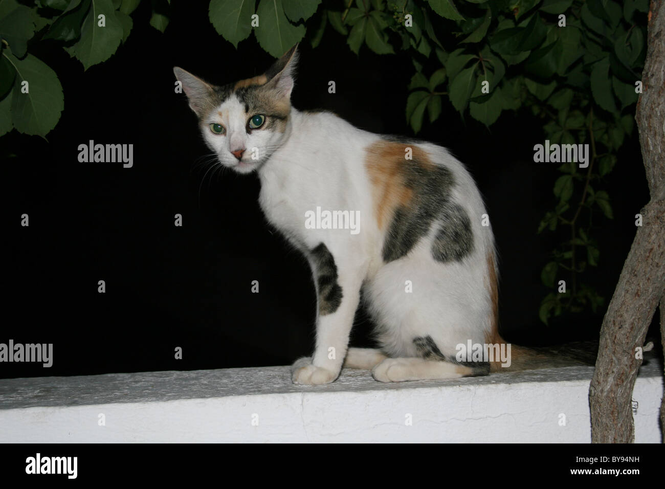Chat assis sur le mur Banque D'Images