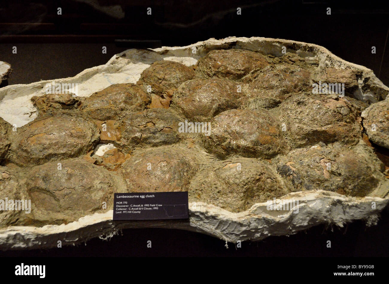 Lambeosaurine oeuf de dinosaure fossilisé de l'embrayage. Banque D'Images