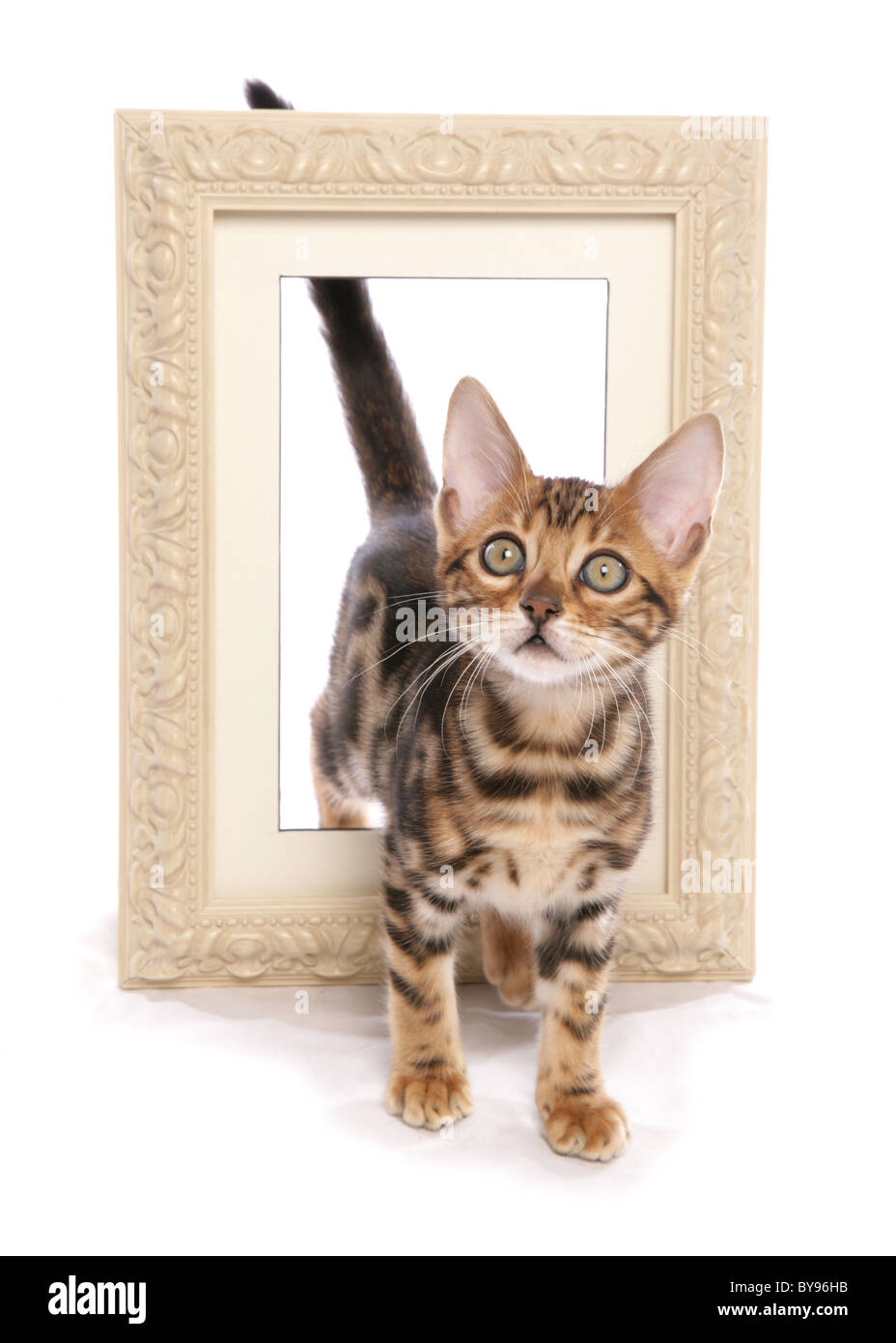 Chatons avec cadre seul jeune homme Studio Banque D'Images