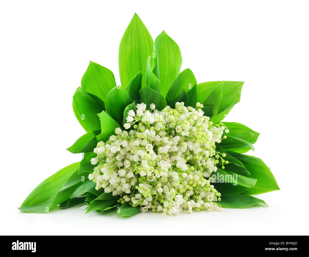 Le muguet isolated on White Banque D'Images