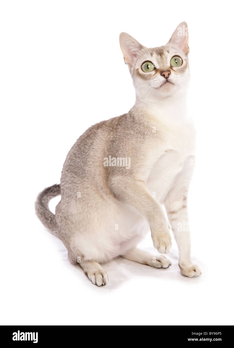 Singapura cat seule femelle adulte Studio Banque D'Images