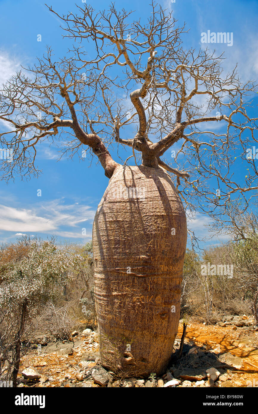 Baobab géant dans le Parc National de Tsimanampesotse dans le sud-ouest de Madagascar. Banque D'Images