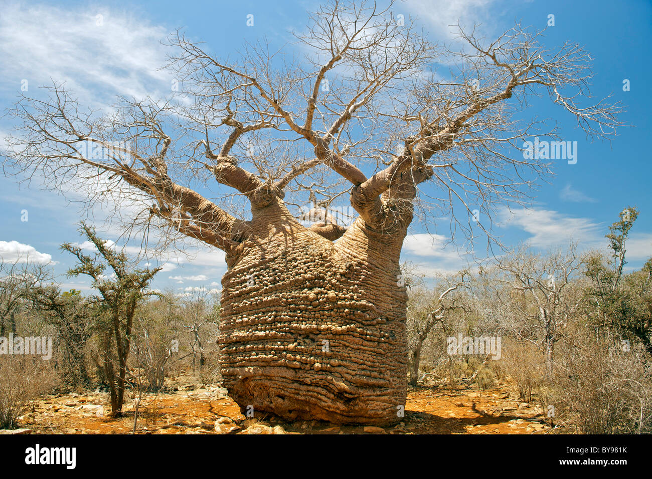 'Grand-mère' Baobab baobab géant dans le Parc National de Tsimanampesotse dans le sud-ouest de Madagascar. Banque D'Images