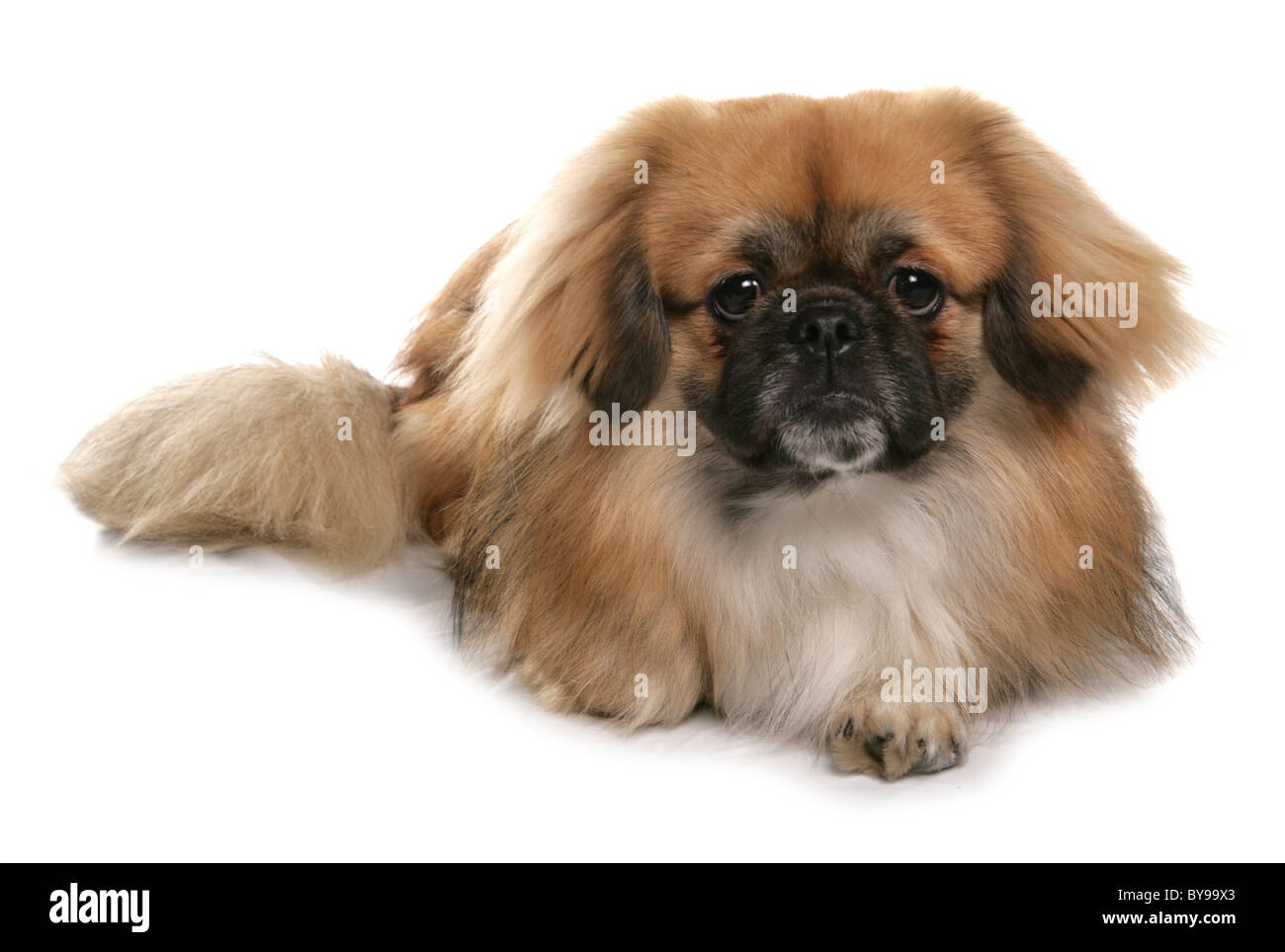 Tibetan Spaniel chien adulte unique fixant Studio Banque D'Images