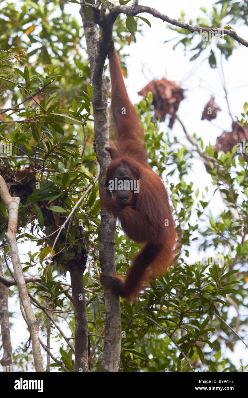 Les jeunes orang-outan en forêt tropicale, Kalimantan central , Tanjung Puting Banque D'Images