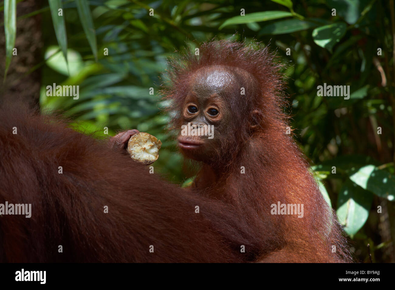 Très jeune orang-outan assis sur mère en forêt tropicale, Kalimantan central , Tanjung Puting Banque D'Images