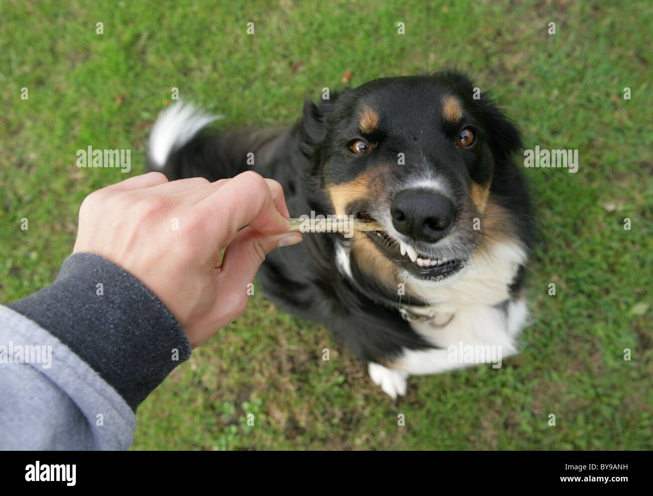 Cross Border Collie chien adulte seul mâle à traiter, parc de Gosport, Royaume-Uni Banque D'Images