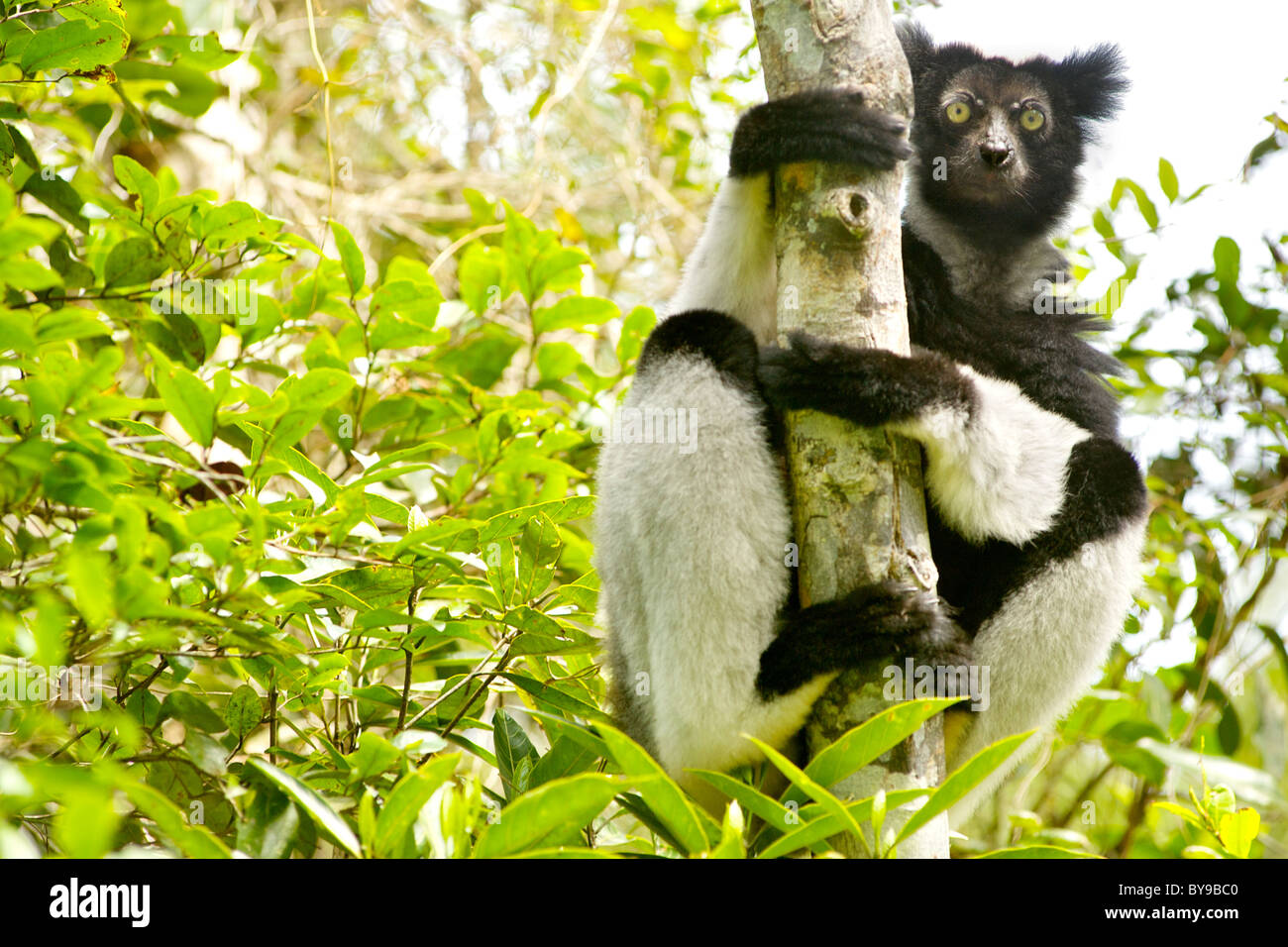 L'Indri (Indri Indri) dans le parc Mantadia- Andasibe Parc National dans l'Est de Madagascar. Banque D'Images