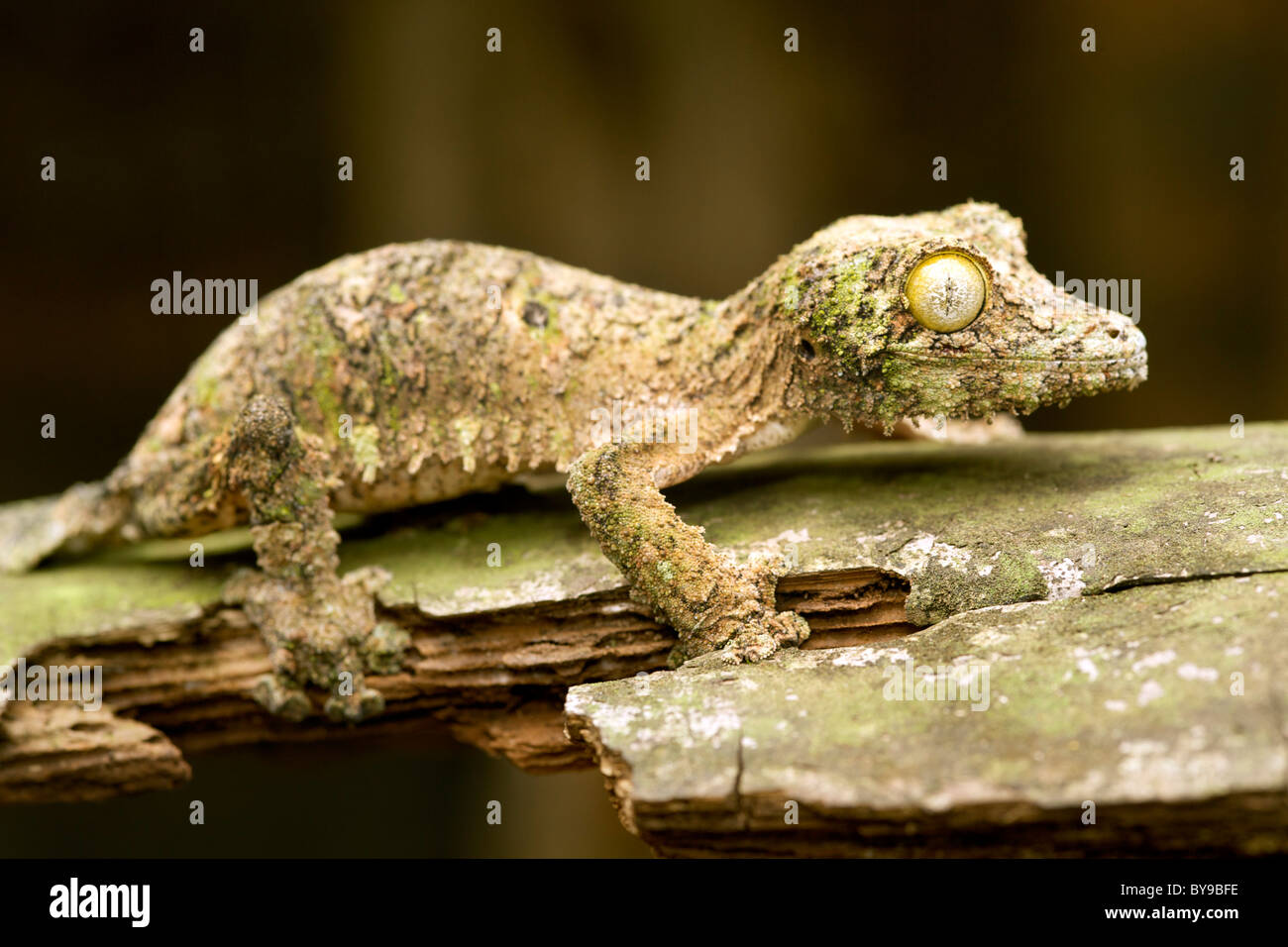 Gecko à queue de feuille moussus (Uroplatus sikorea) sur un morceau d'écorce dans l'Est de Madagascar. Banque D'Images