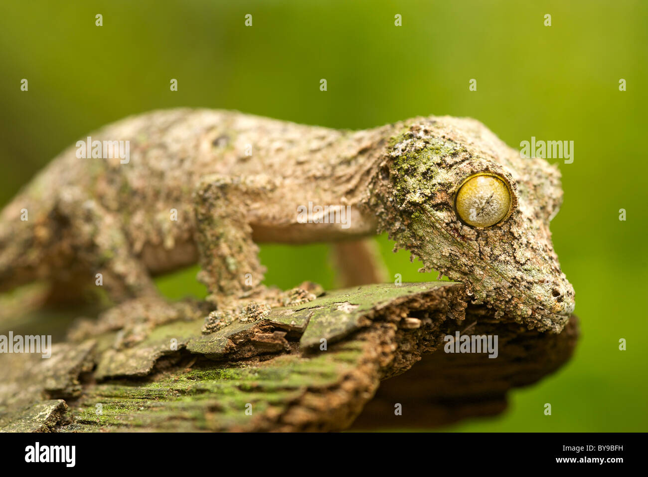 Gecko à queue de feuille moussus (Uroplatus sikorea) sur un morceau d'écorce dans l'Est de Madagascar. Banque D'Images