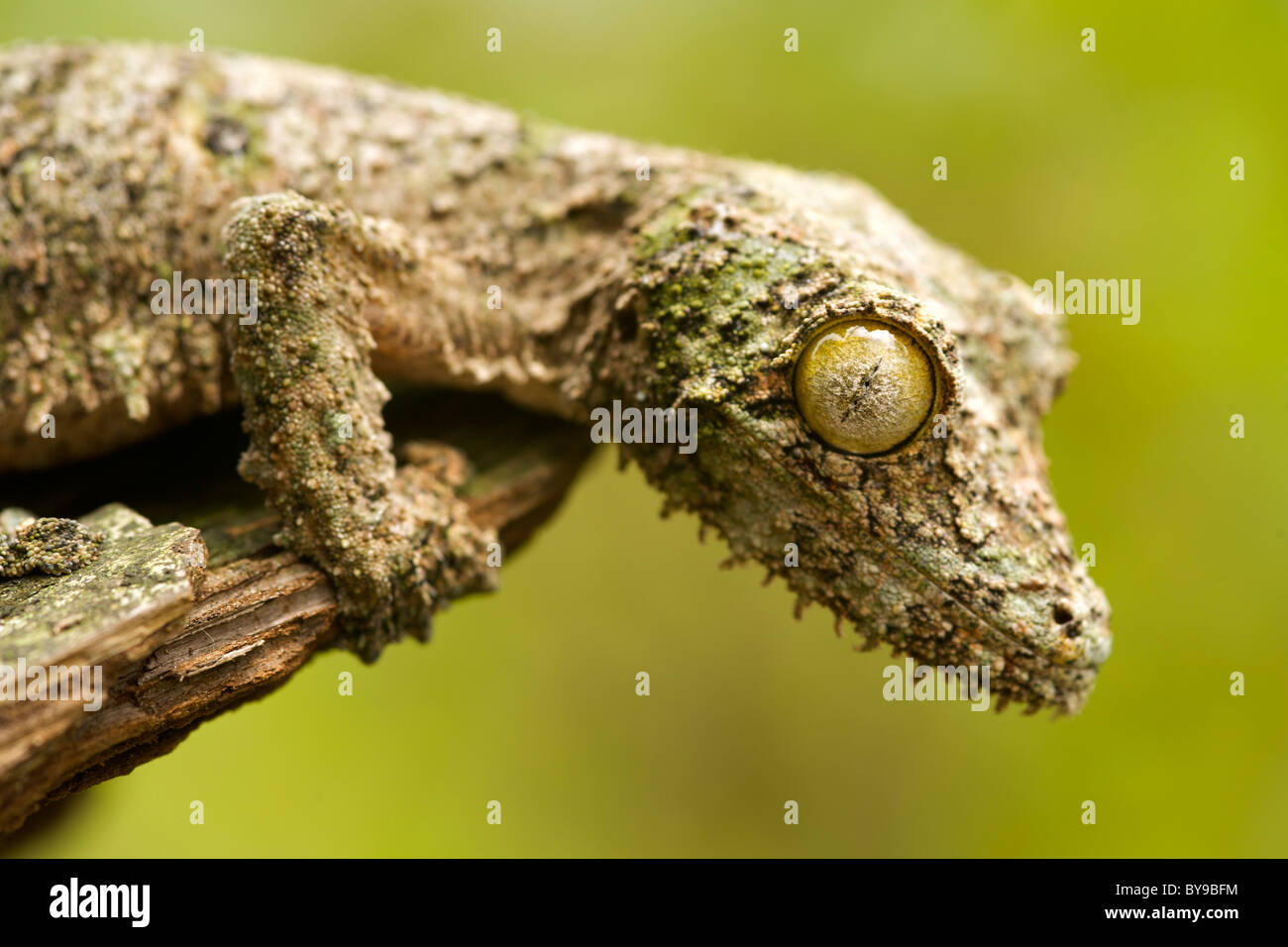 Gecko à queue de feuille moussus (Uroplatus sikorea) sur un morceau d'écorce dans l'Est de Madagascar. Banque D'Images