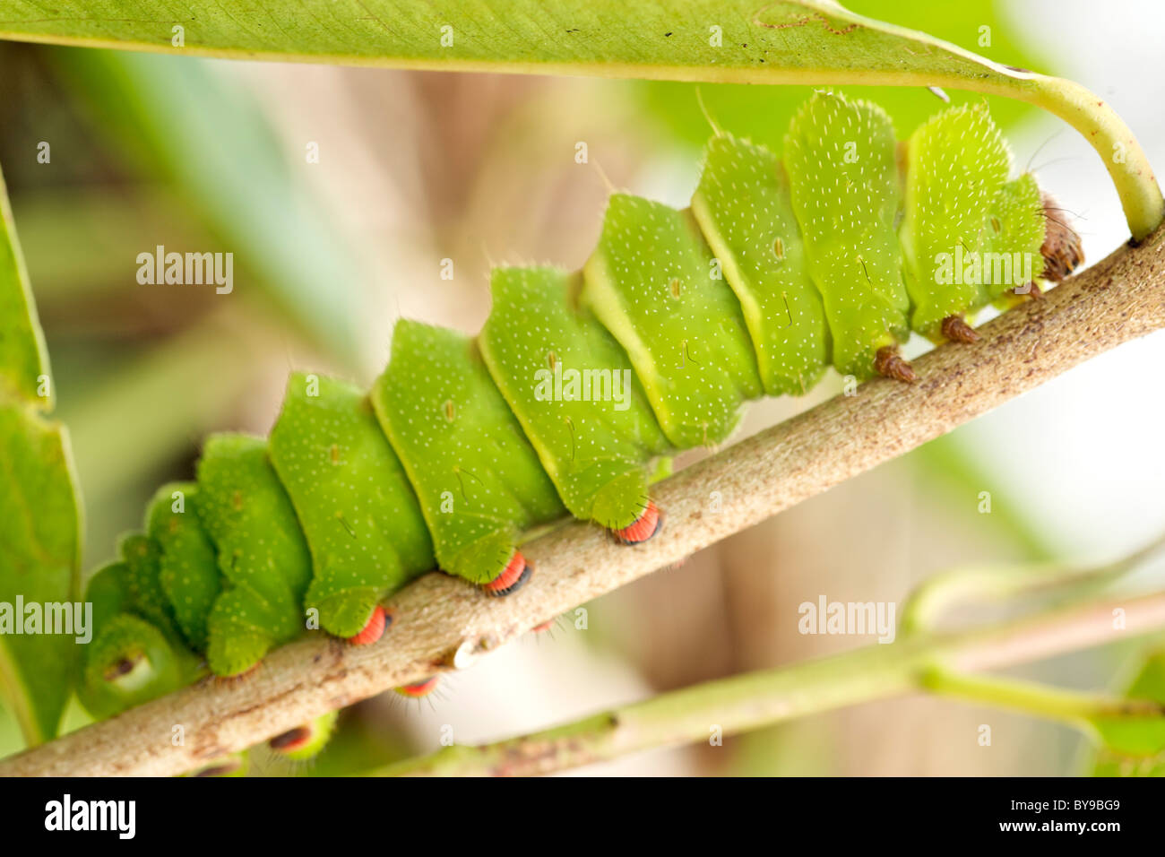 Caterpillar d'une comète d'amphibien, alias une lune de Madagascar (Argema mittrei) sur une branche de l'Est de Madagascar. Banque D'Images