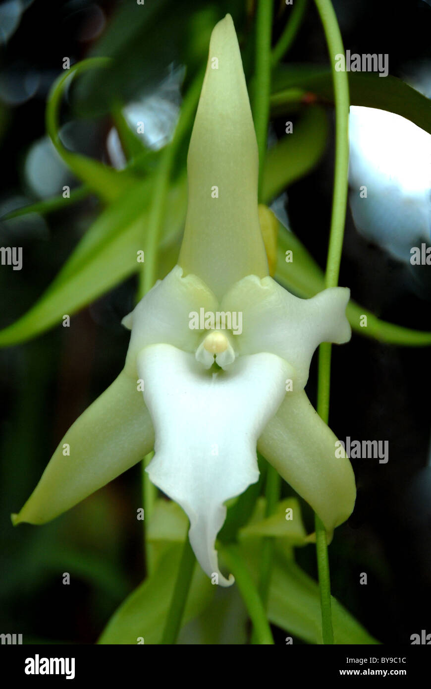 Orchidée fleur blanc, 'Star' Angraecum sesquipedale de Madagaskar Banque D'Images
