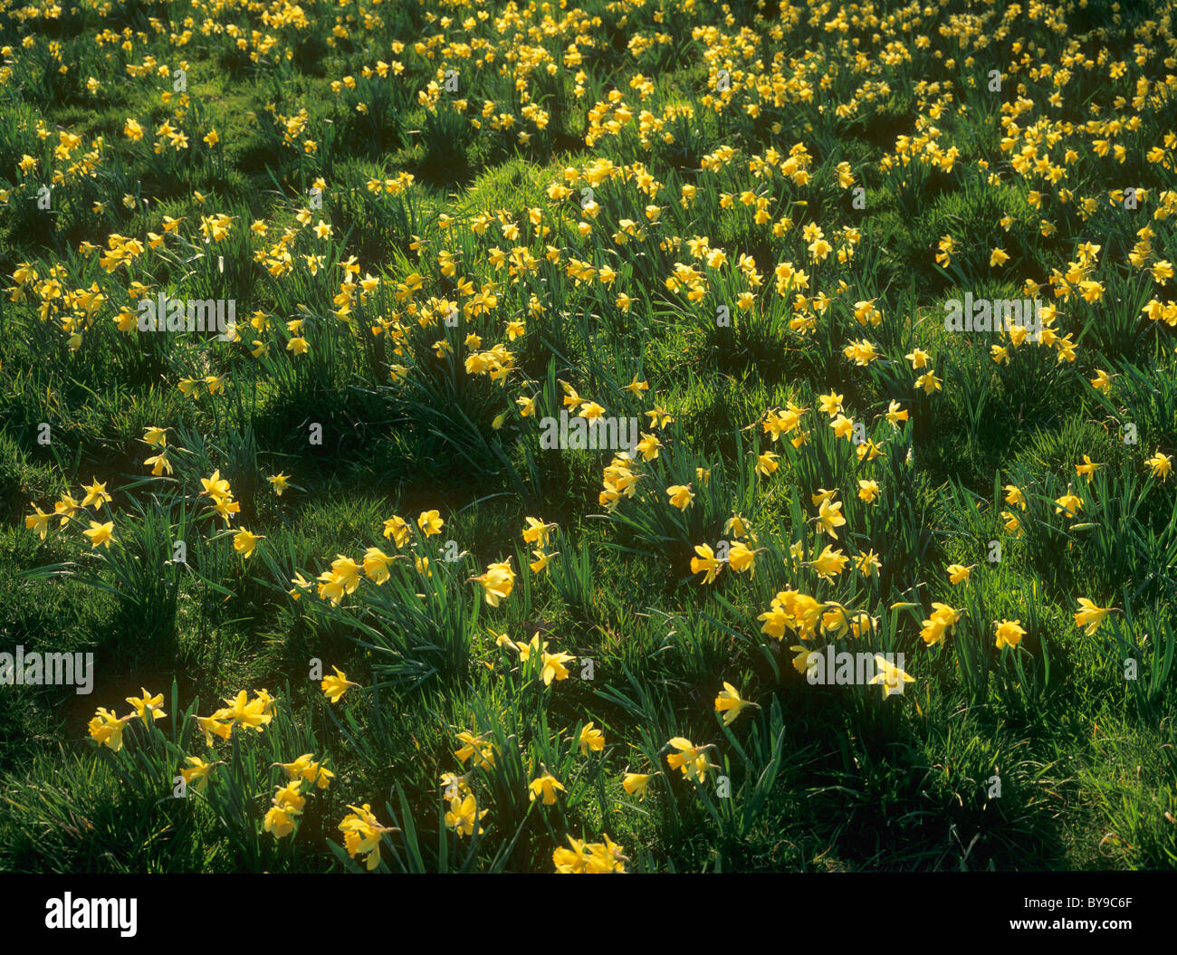 Masse de jonquilles sauvages ou 'prêté' Narcissus pseudonarcissus (LIS), Farndale, North York Moors, UK Banque D'Images