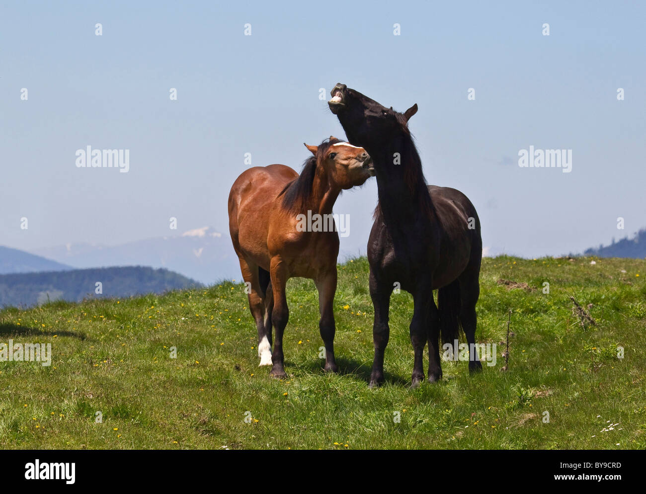 Deux chevaux hennissement sur une prairie alpine, Sommeralm, Styrie, Autriche, Europe Banque D'Images