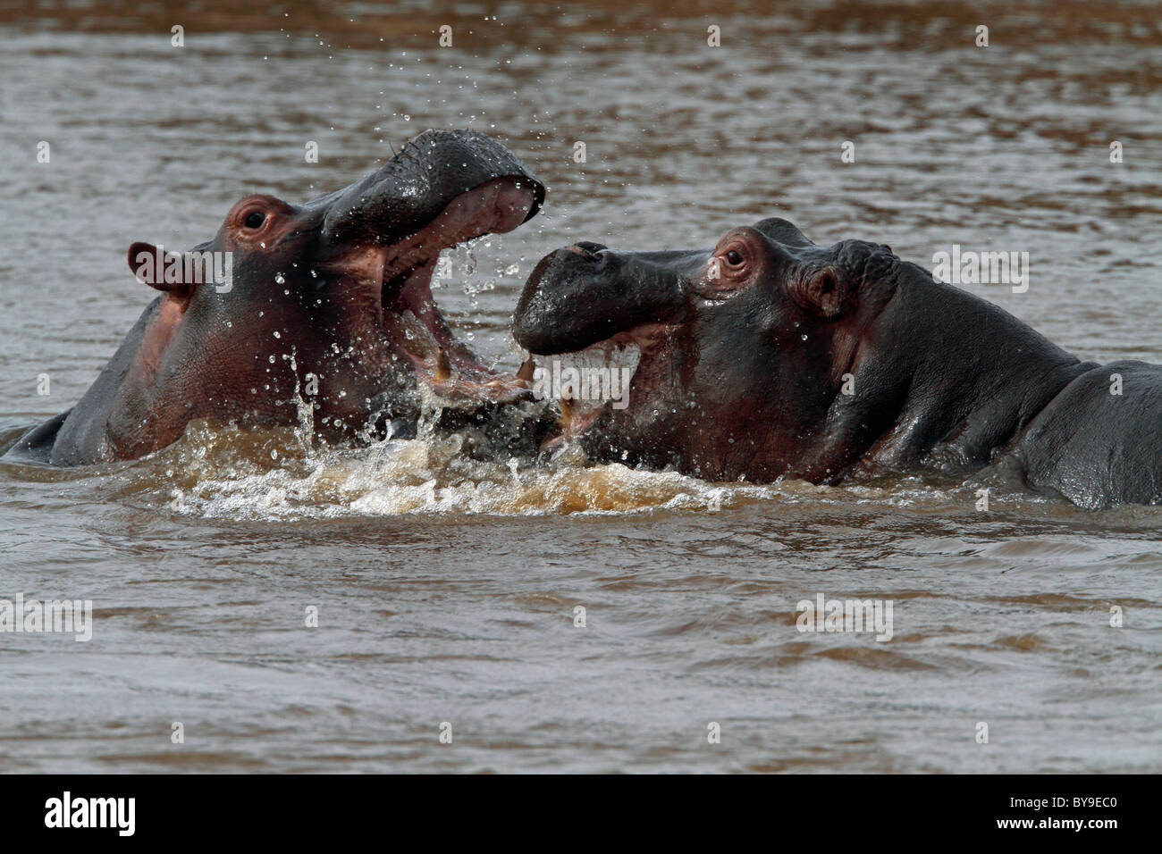 Hippopotame (Hippopotamus amphibius), Masai Mara, Kenya, Afrique Banque D'Images