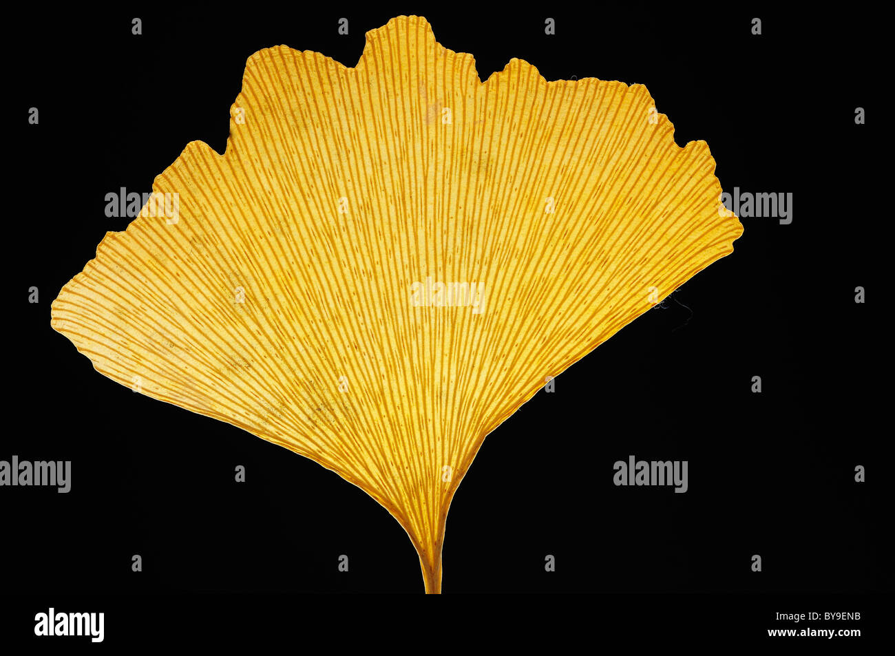 Appuyé sur feuille d'un arbre de ginkgo (Ginkgo biloba), dos noir Banque D'Images