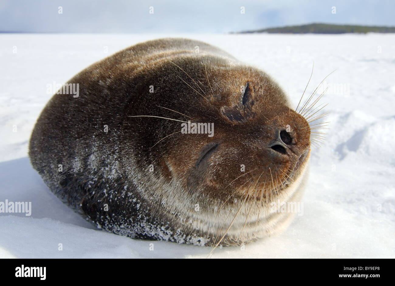 Portrait de phoque annelé se trouve l'une la glace. Joint de pot, netsik ou nattiq (Pusa hispida), mer Blanche, de l'Arctique, Russie Banque D'Images