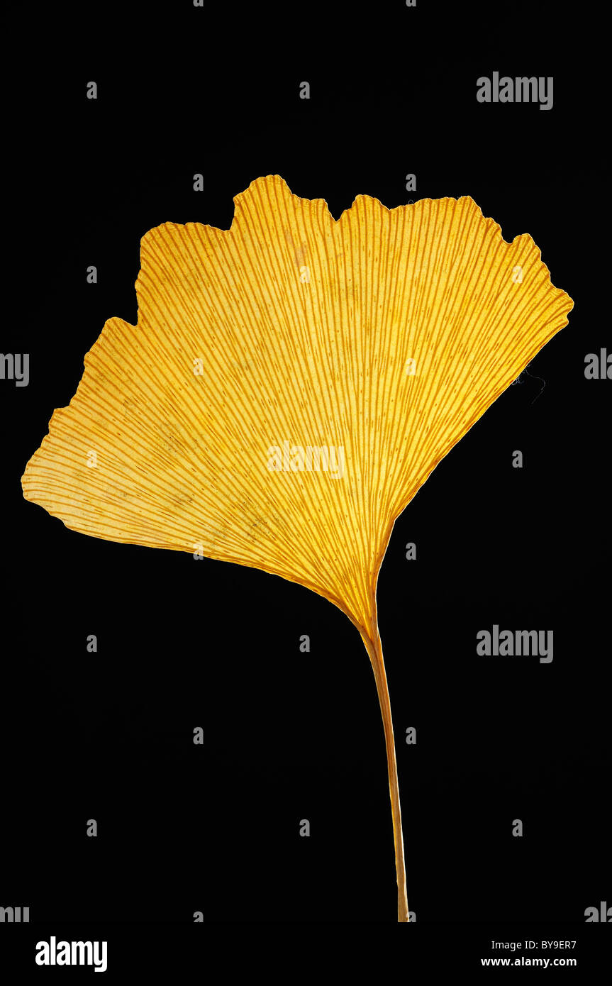 Appuyé sur feuille d'un arbre de ginkgo (Ginkgo biloba), dos noir Banque D'Images