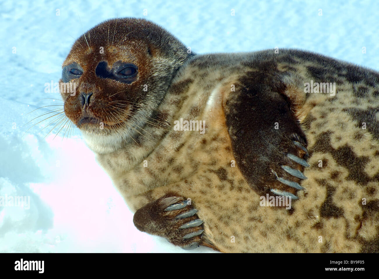 Portrait de phoque annelé se trouve l'une la glace. Joint de pot, netsik ou nattiq (Pusa hispida), mer Blanche, de l'Arctique, Russie Banque D'Images