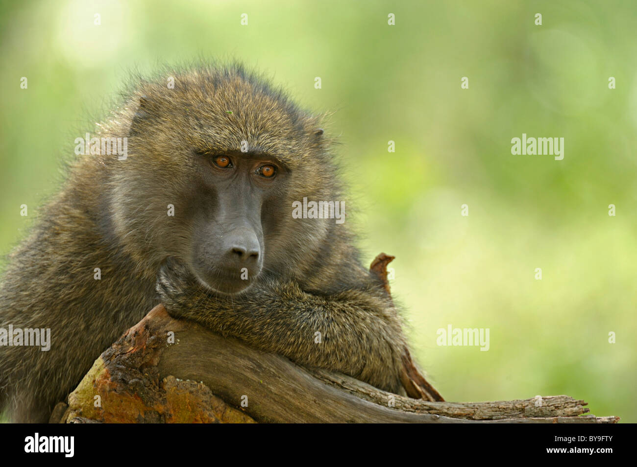 Le babouin Olive ou babouin Anubis Papio anubis (), Parc national du lac Nakuru, Kenya, Africa Banque D'Images