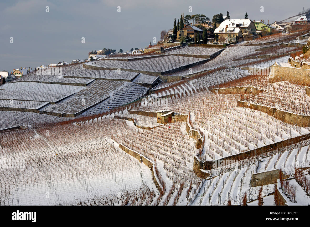Vignobles en terrasse de Rivaz, UNESCO World Heritage site, près de Rivaz Lavaux par une froide journée d'hiver, Canton de Vaud, Suisse Banque D'Images