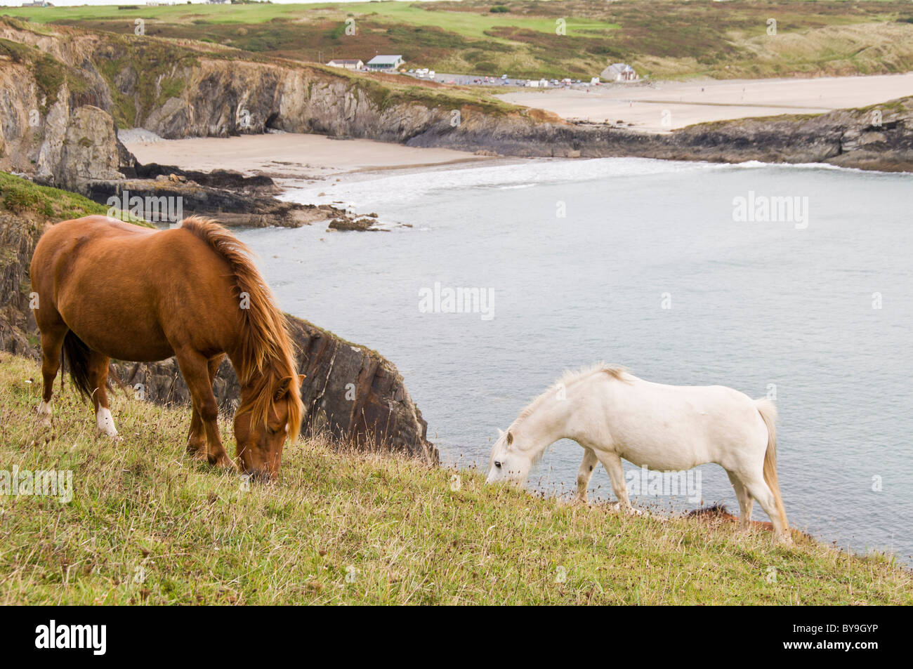 Poneys sauvages sur la côte de Pembrokeshire Banque D'Images