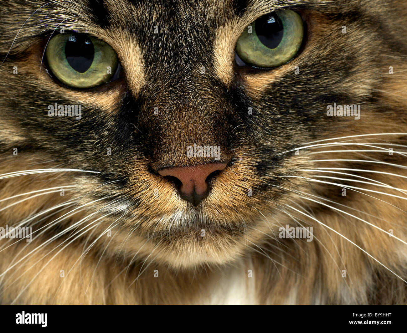 Un gros plan du visage d'un Maine coon chat tigré. Banque D'Images