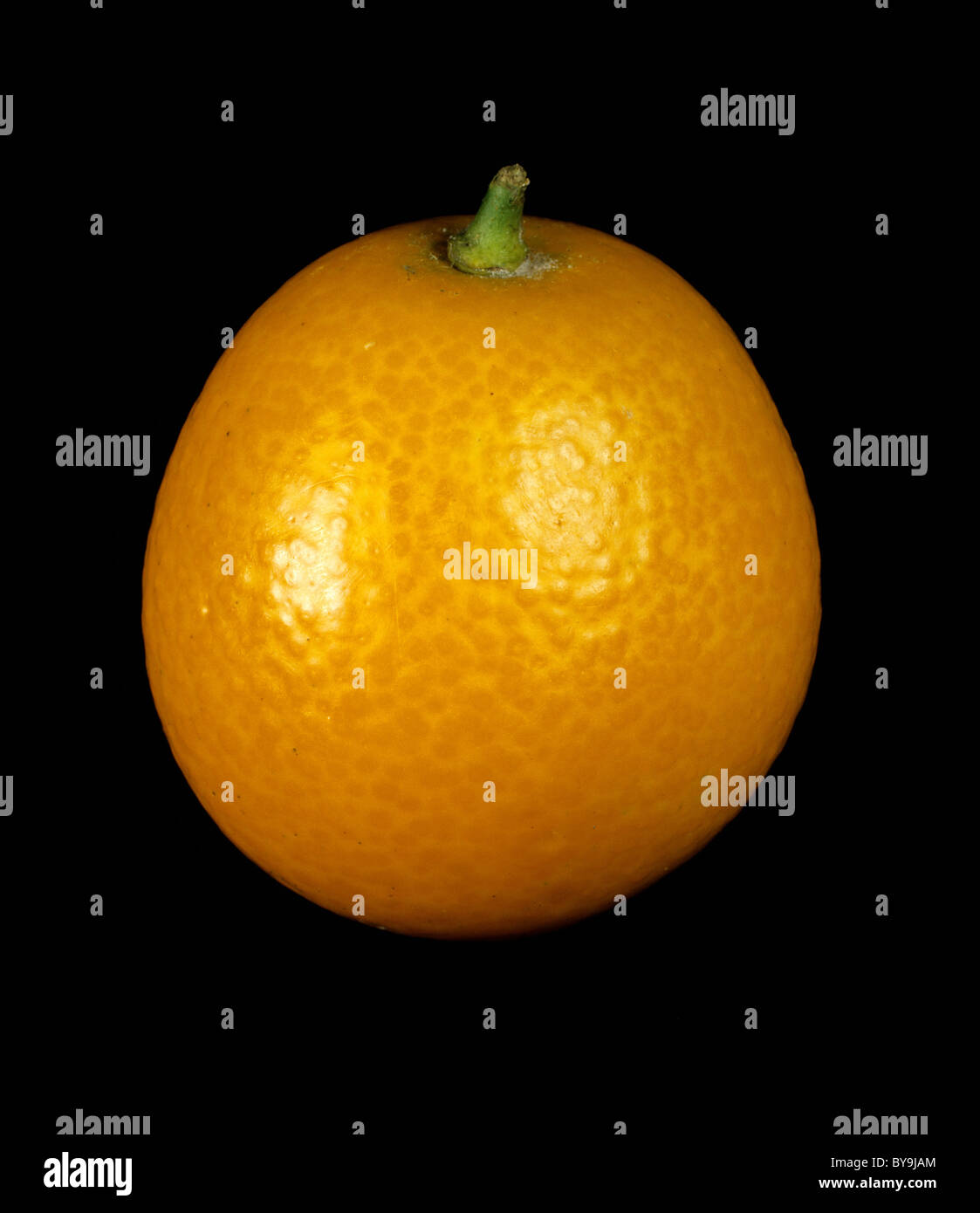 Fruits entiers de variété kumquat Marumi Kumquat rond ou Banque D'Images