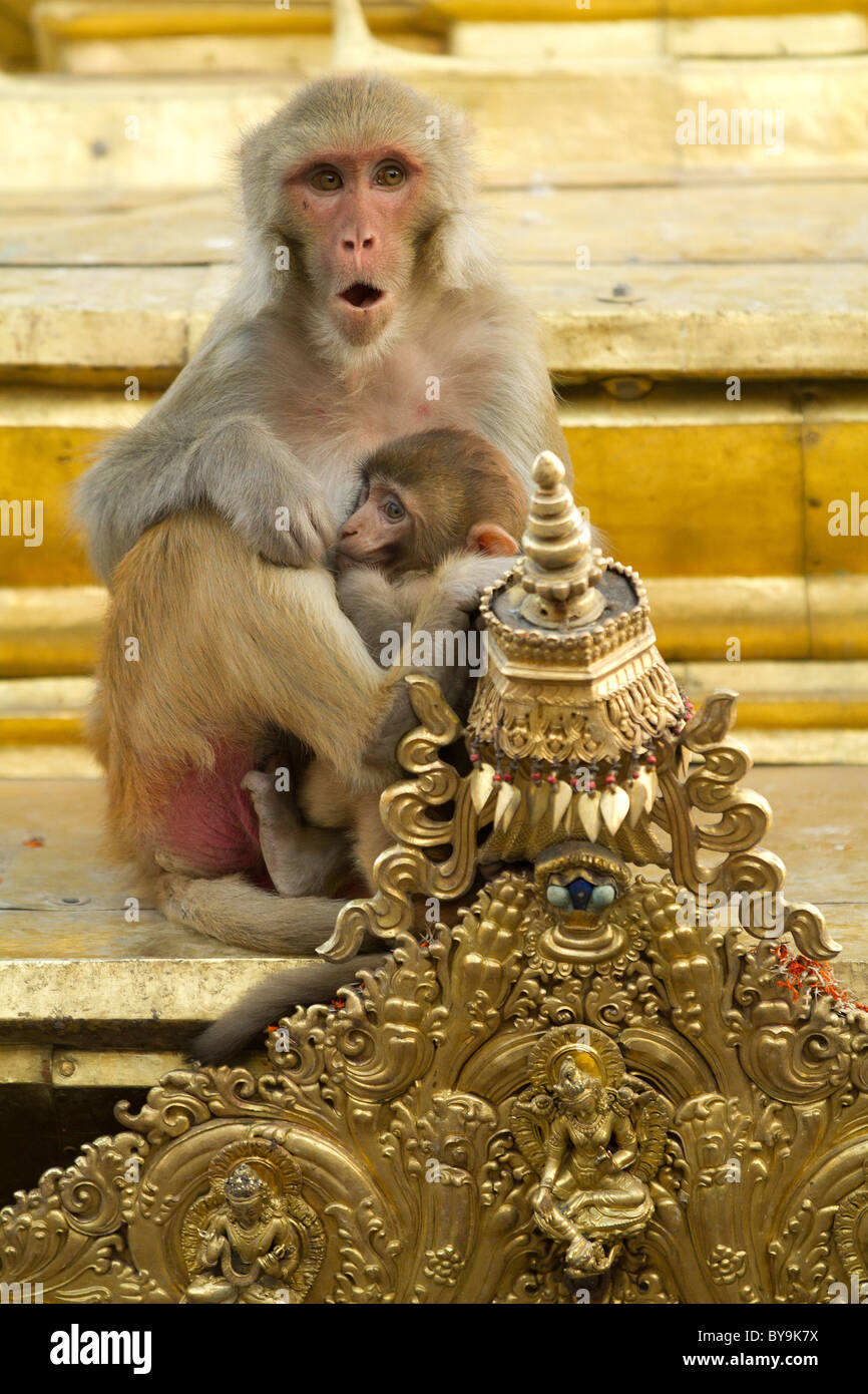 Mère et bébé macaque debout dans le temple aux singes, Katmandou, Népal Banque D'Images