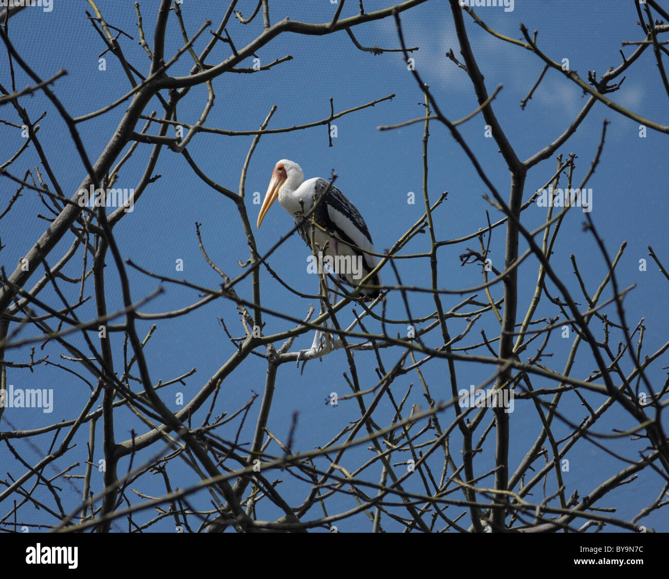 Perché sur une grue membres morts au jardin zoologique (Metrozoo) de Miami à Miami, Floride Banque D'Images