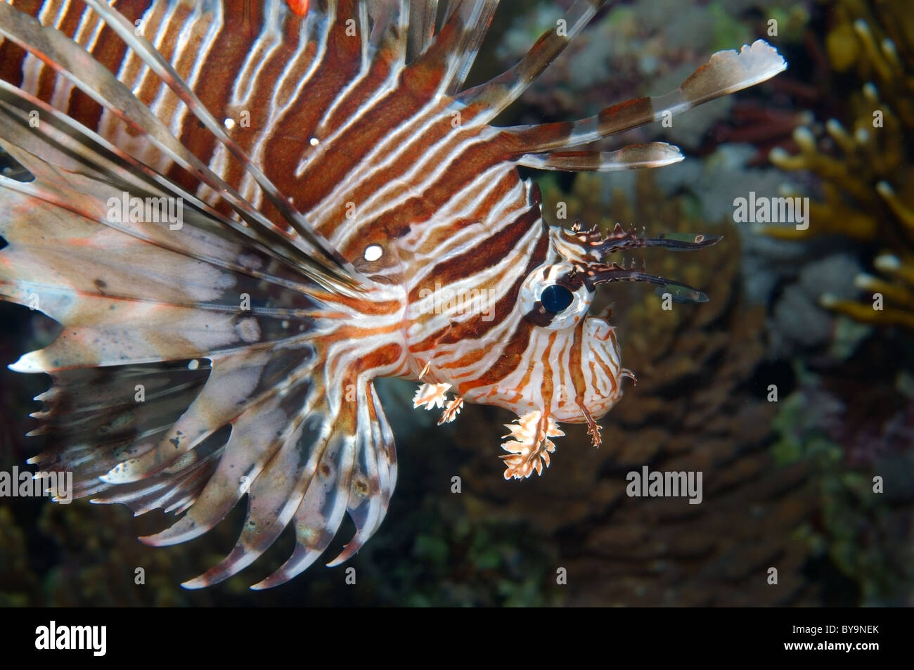 Portrait de rascasse volante (Pterois volitans) Banque D'Images