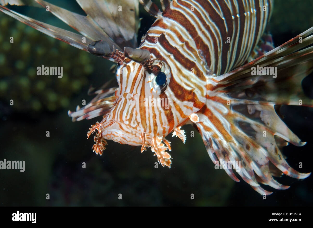 Portrait de rascasse volante (Pterois volitans) Banque D'Images