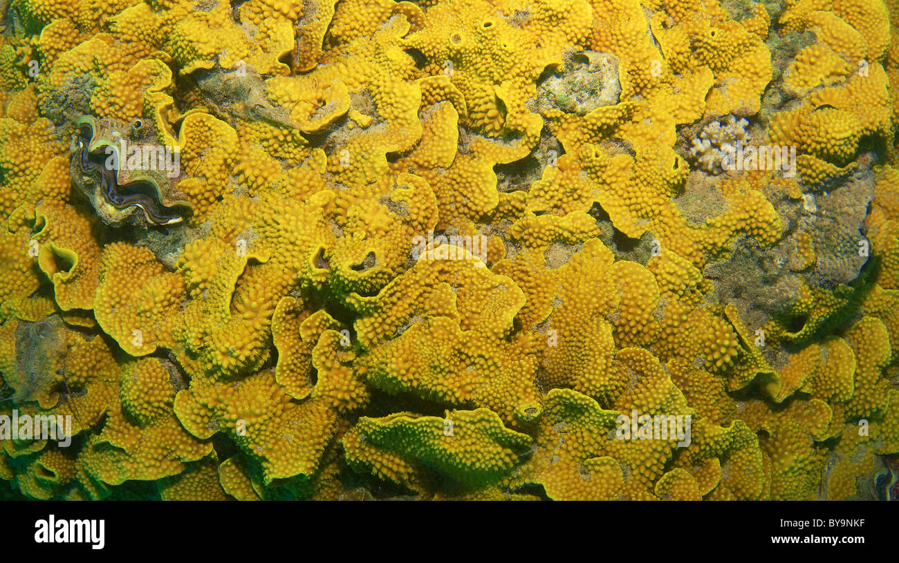- Structure des récifs Corall Coral Disque ou pagode (Turbinaria mesenterina), Red Sea, Egypt, Africa Banque D'Images