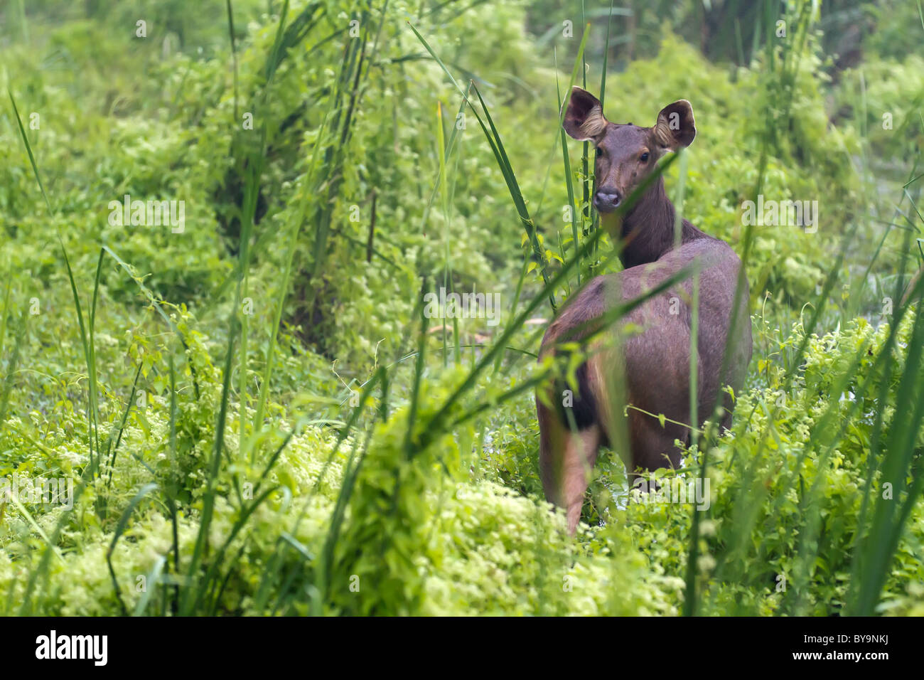 Cerfs sambar sauvages dans le parc national de Chitwan, au Népal Banque D'Images