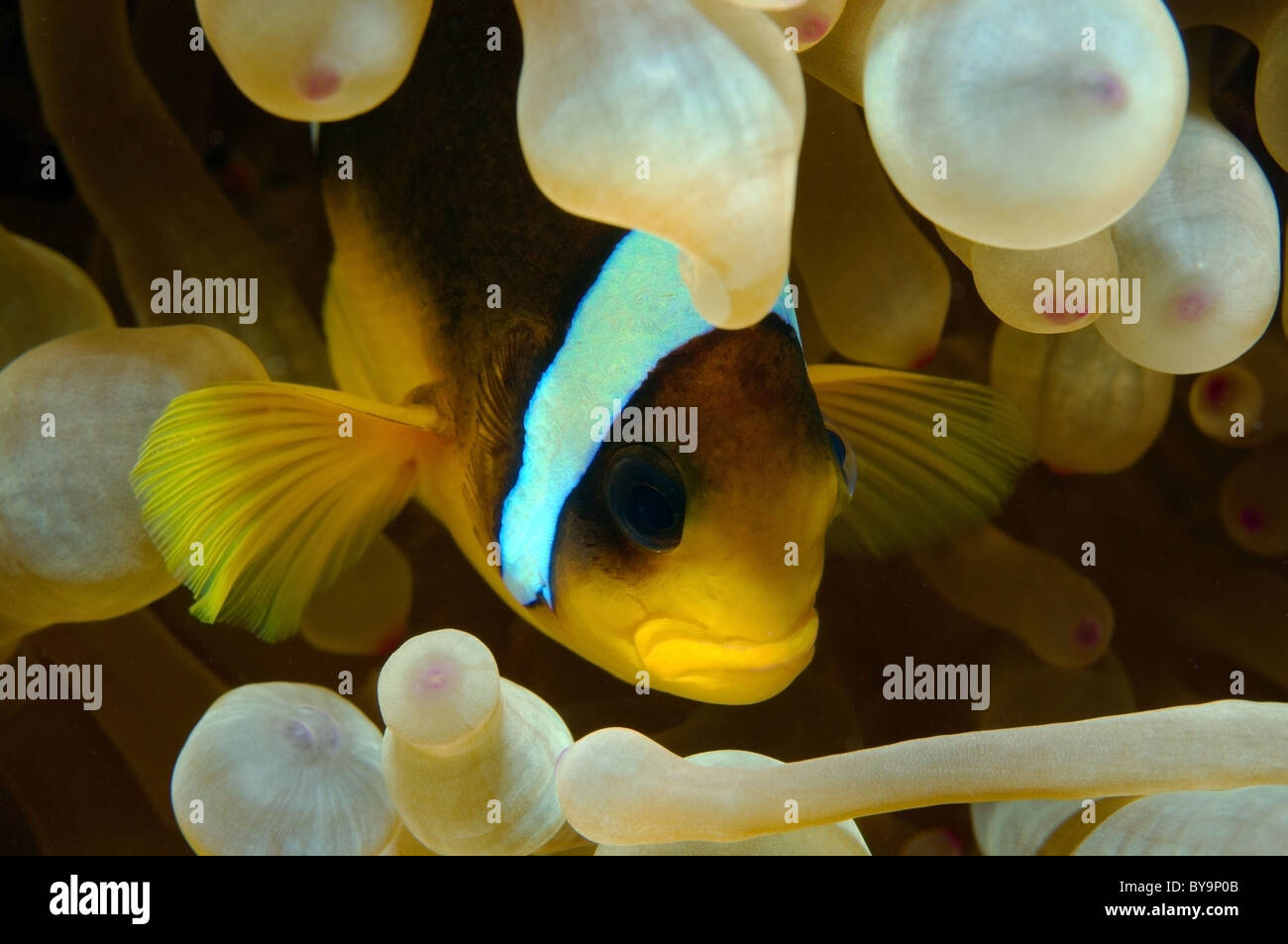 Poisson clown, poissons clowns, Amphiprion bicinctus, Amphiprioninae Banque D'Images